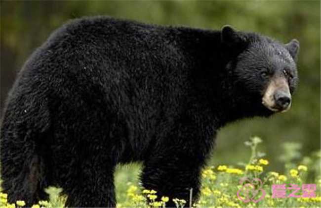 代生前三甲，备孕梦见黑熊是胎梦吗？ 